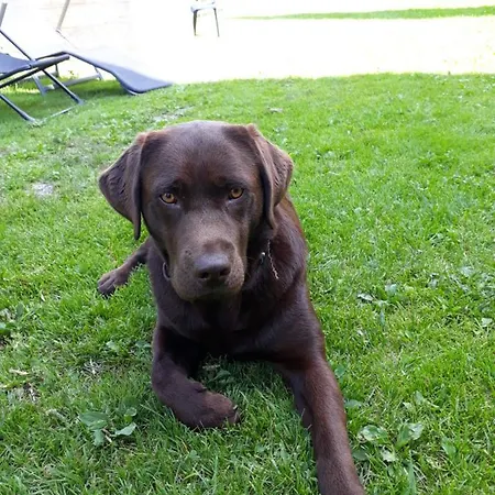 Apartment Stallhaeusl Schladming