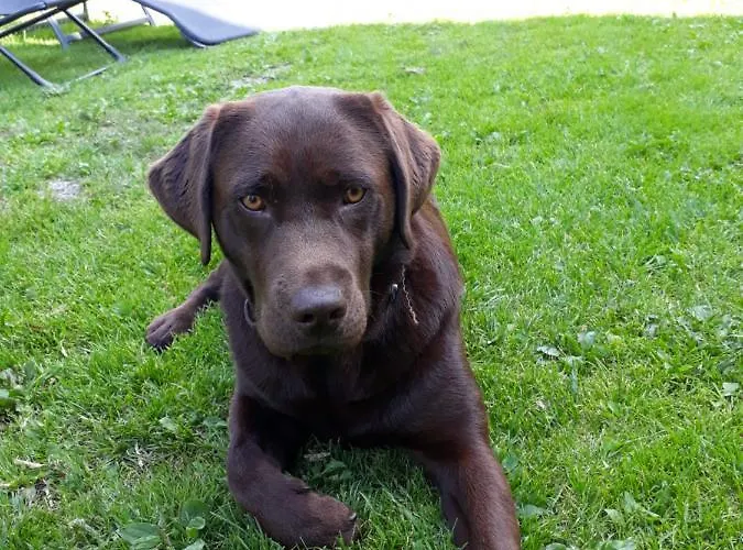 شقة Stallhaeusl سخلادميخ