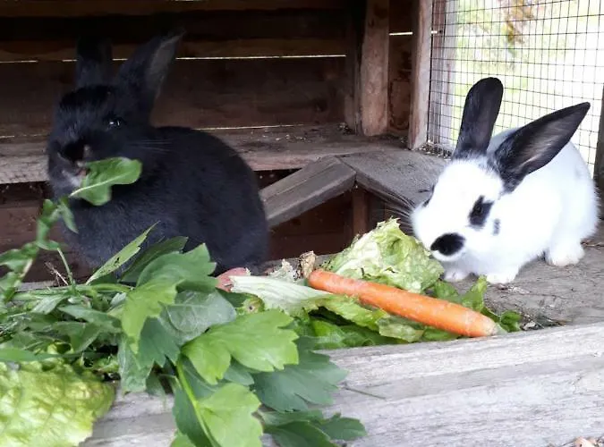 Appartement Stallhaeusl Schladming