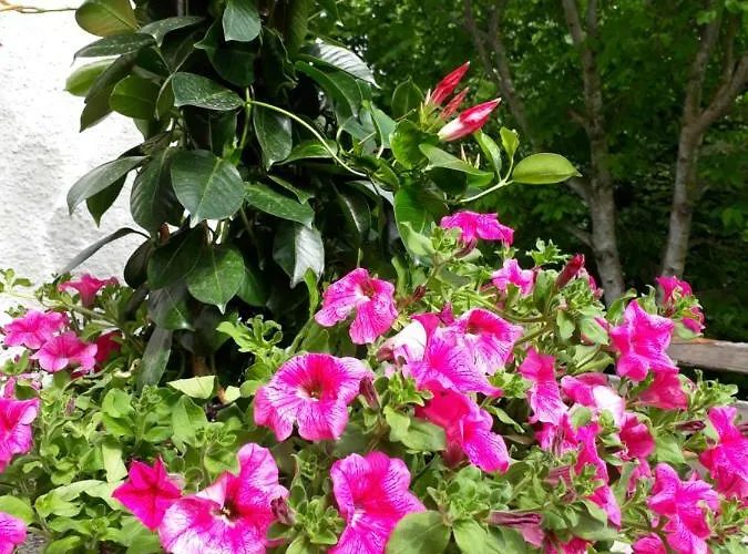 Appartement Stallhaeusl