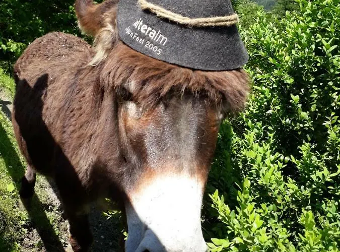 Stallhaeusl * سخلادميخ